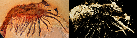 Researchers use computed microtomography to identify well preserved fossil arthropod