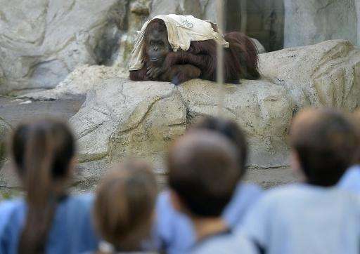 Schoolchildren watch Sandra, a 29-year-old orangutan at Buenos Aires' zoo, on May 20, 2015