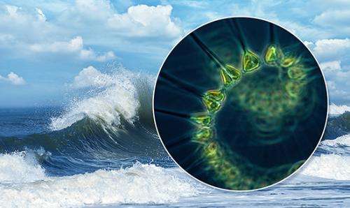 Scientists identify ocean biology that affects sea spray chemistry, atmospheric particles