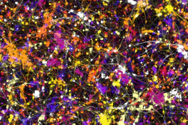 Scientists turn blood into neural cells