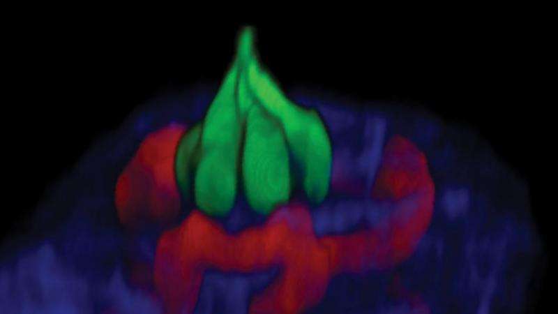Scientists watch living taste cells in action