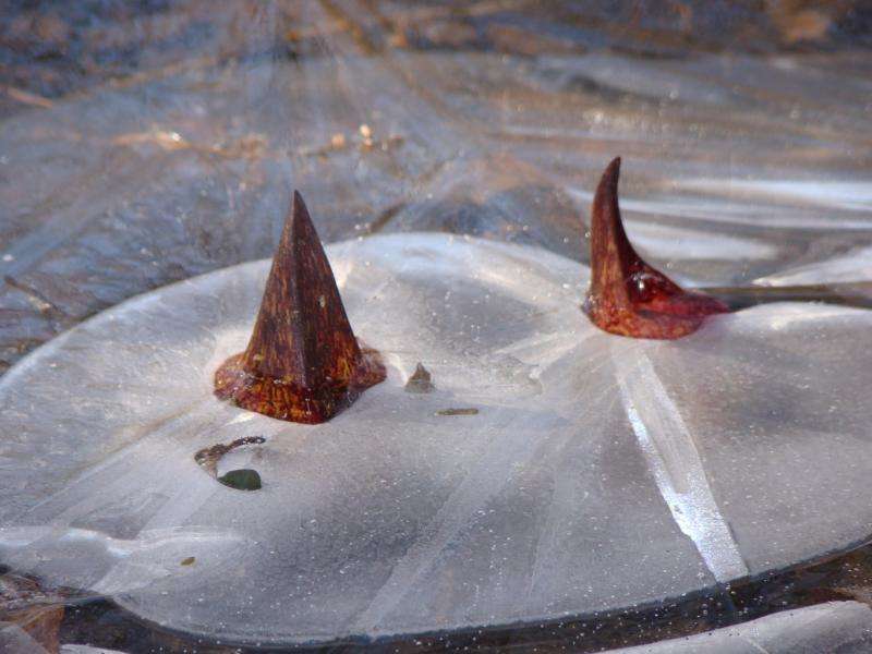 Skunk cabbage blooms are a stinky herald of spring