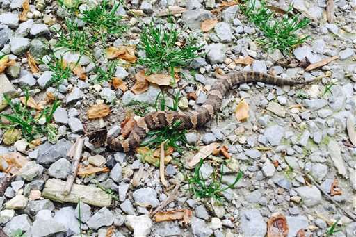 Snake lovers hit southern Illinois for annual migrations