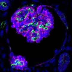 干细胞衍生的肾脏在移植到小鼠时连接到血管