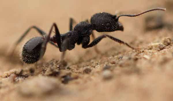 Study finds more tunnels in ant nests means more food for colony