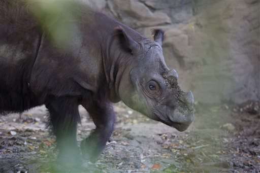Sumatran Rhino begins US-Asia trip to ancestral home