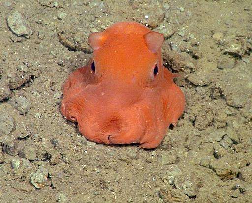 This handout photo from the Monterey Bay Aquarium Research Institute shows the flapjack octopus, which scientists may call &quot
