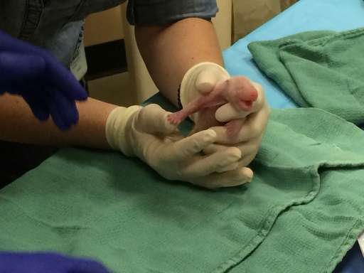 This image released August 23, 2015 courtesy of the Smithsonian's National Zoo shows the second of two giant panda cubs being ex