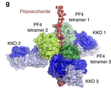 Treatment for heparin-induced blood disorder revealed in structure of antibody complex