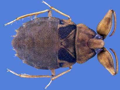 Two new creeping water bug species found in Belize and Peru