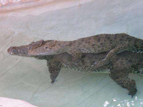 University of Tennessee study: Crocodiles just wanna have fun, too