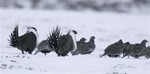 US rejects protections for greater sage grouse across West