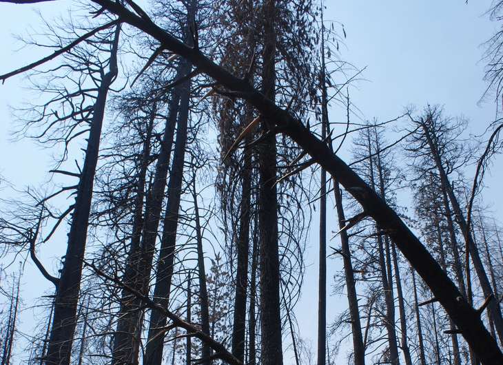 Yosemite forest fire example of possible things to come