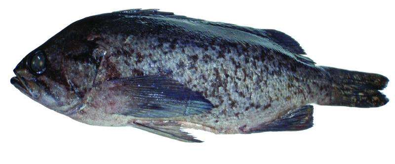 Researchers conclude popular rockfish is actually two distinct species