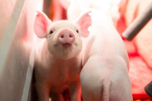 Researchers successfully produce genome-edited pigs using revolutionary technology
