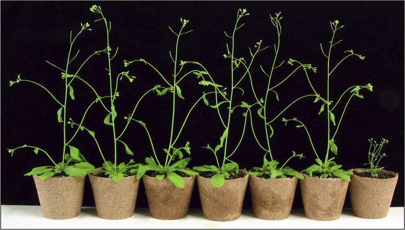 Study reveals mechanisms of drought response in plants