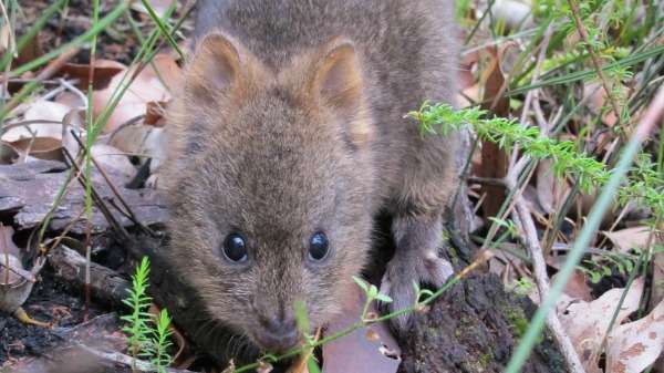 Breakthrough in southern quokka conservation