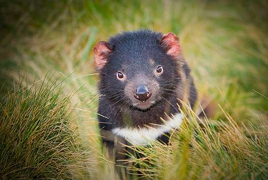 Researchers aiming to produce vaccine to save the Tasmanian devil