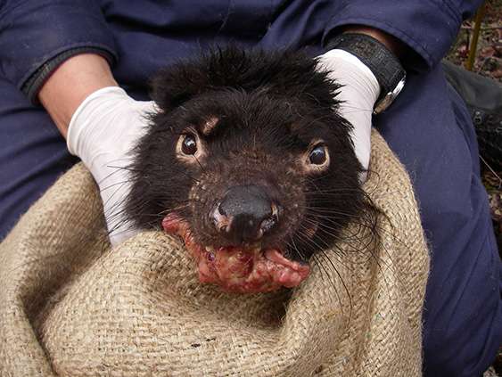 Researchers aiming to produce vaccine to save the Tasmanian devil