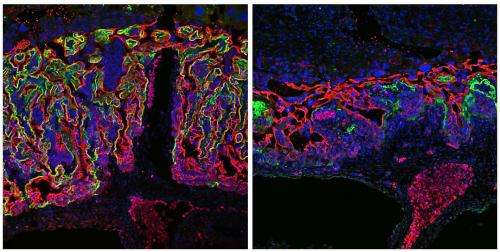 Researchers discover new signaling pathway in embryonic development