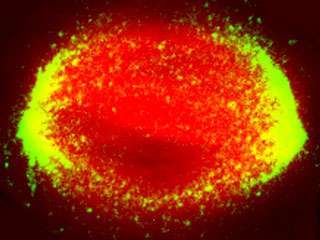 Researchers probe the physical forces involved in creating the mitotic spindle