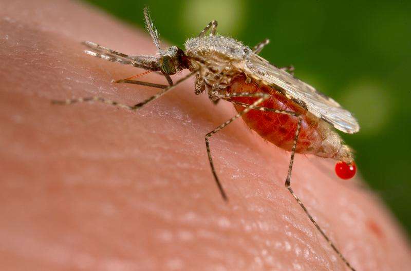 University of California scientists create malaria-blocking mosquitoes