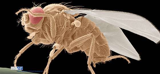 Understanding the fruit fly’s nose