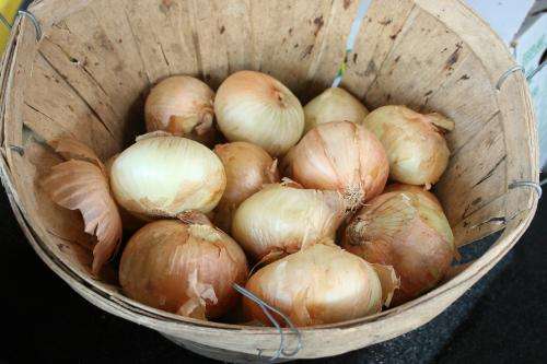 Researchers develop technology to find rotten onions, prevent spread of disease