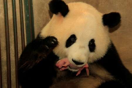 Researchers publish analysis of giant panda milk