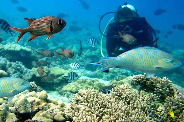 Researchers urge protection for reefs in turbid environments