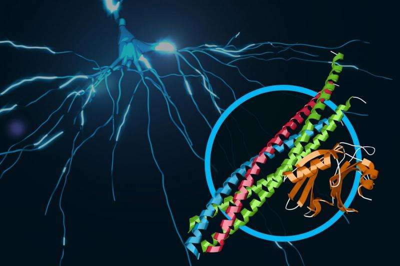 Scientists discover atomic-resolution details of brain signaling