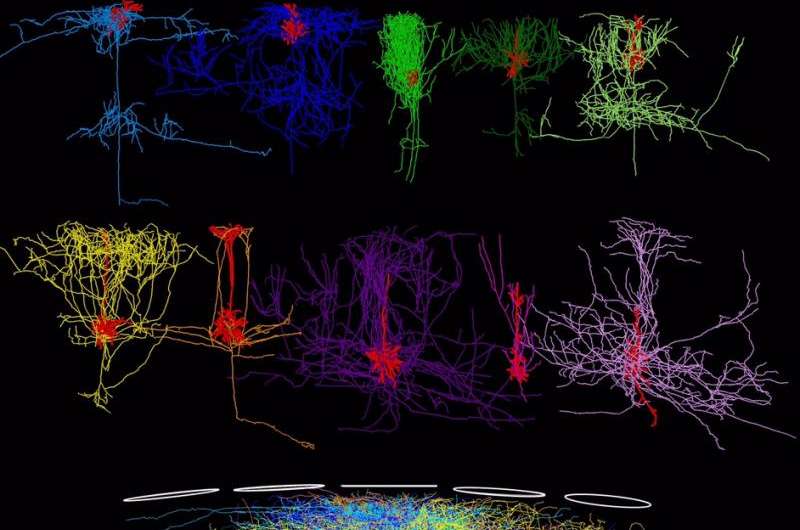 3-D models of neuronal networks reveal organizational principles of sensory cortex