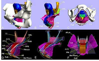 3D模型帮助研究人员研究与分娩有关的骨盆楼盘