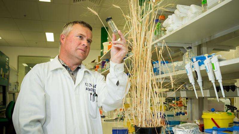 3 new fungi behind emerging wheat disease