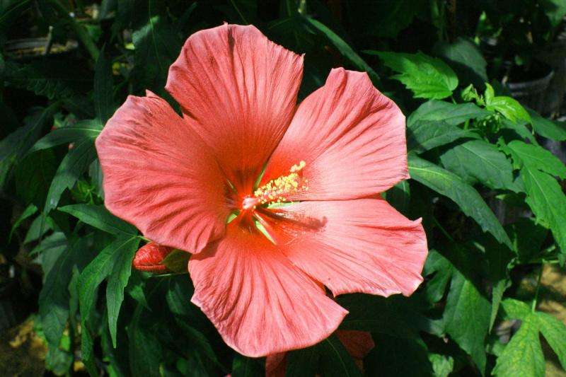 Researcher develops a painter's palette of winter-hardy hibiscus colors