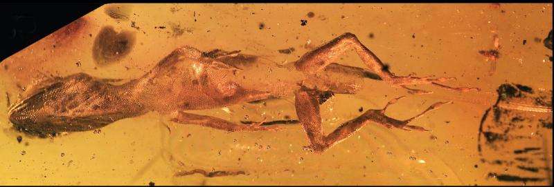 Ancient fossils reveal remarkable stability of Caribbean lizard communities