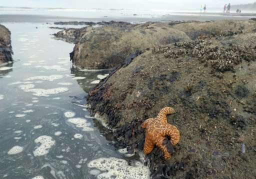 An Ochre sea star (Pisaster ochraceus), also called starfish, is seen in the tidepools of Kalaloch Beach 3 in the Olympic Nation