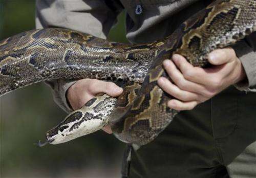 A sneaky snake: Teams hunt for rock pythons in Everglades