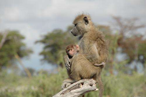 Birth during a drought correlated with poor health in baboons