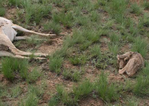Catastrophic mass die-off of saiga antelopes seen in central Kazakhstan