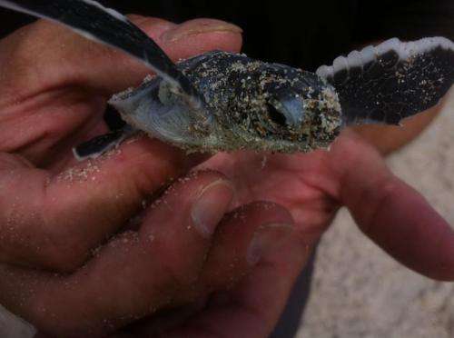 Climate change threatens 30 years of sea turtle conservation success