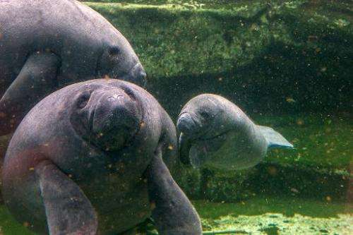 Conservationists making an annual count of Florida's manatees tally a record 6,000