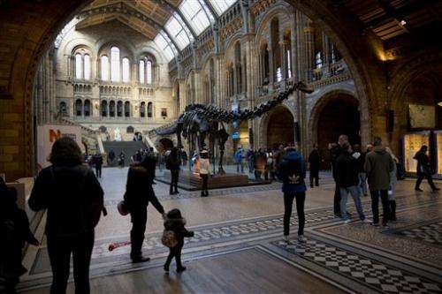 Dinosaur no more: UK museum's Dippy to be retired in 2017