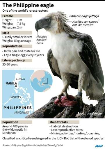 Factfile on the rare Philippine eagle, after one was shot dead two months after being released back into the wild following trea