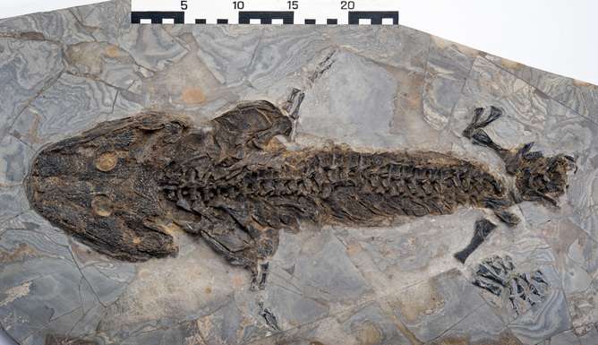Fossils reveal ancient secrets of salamander ancestors' limb regrowth