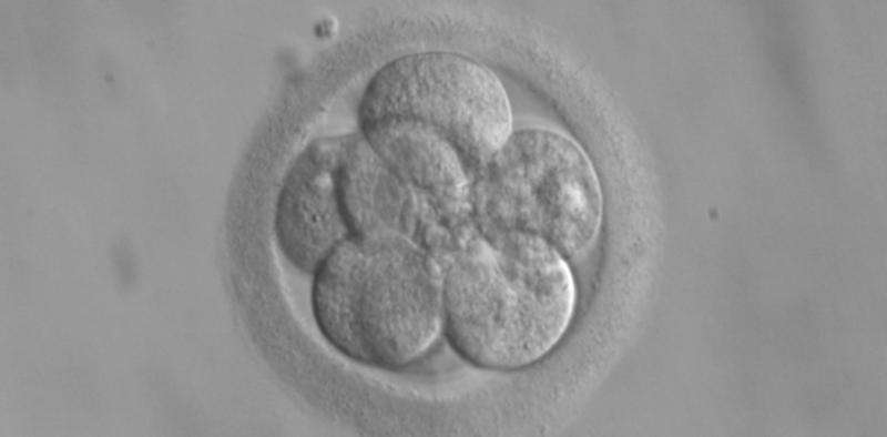 How close are we to successfully editing genes in human embryos?
