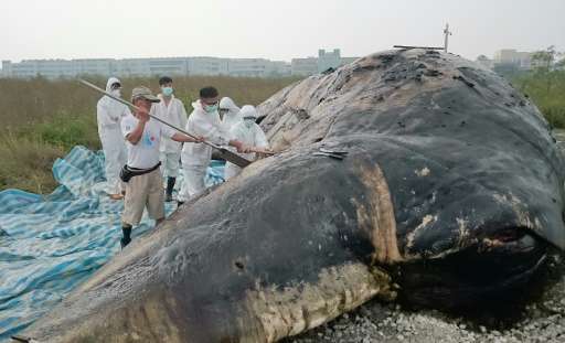 Marine biologists conduct an autopsy on a dead sperm whale in the southern Taiwanese city of Tainan on October 24, 2015