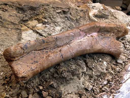 New Mexico museum unveils rare fossil find
