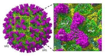 New molecular structure reveals how bluetongue virus enters host cells