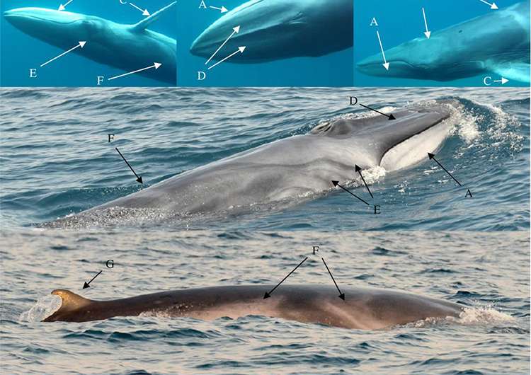 New study provides first field observations of rare Omura's whales